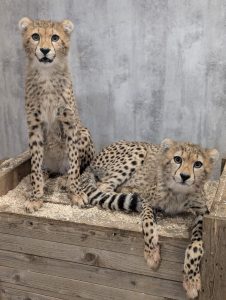 Multipanel takes a walk on the wild side at Yorkshire Wildlife Park 