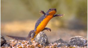 Alpine Newt