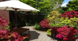 HD Deck Pro Acers Champagne 7 LR