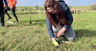 JT Atkinson marketing manager Ami Blackburn plants a sapling in a newly created woodland at Ainderby Bottoms near Northallerton.