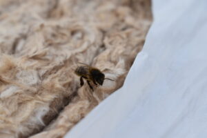 Knauf Insulations donation is the bees knees