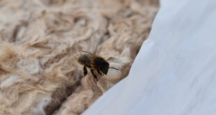 Knauf Insulations donation is the bees knees