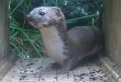 Holcim UK launches Wildlife Enhancement Fund