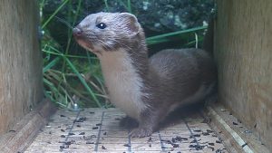Weasel DG
