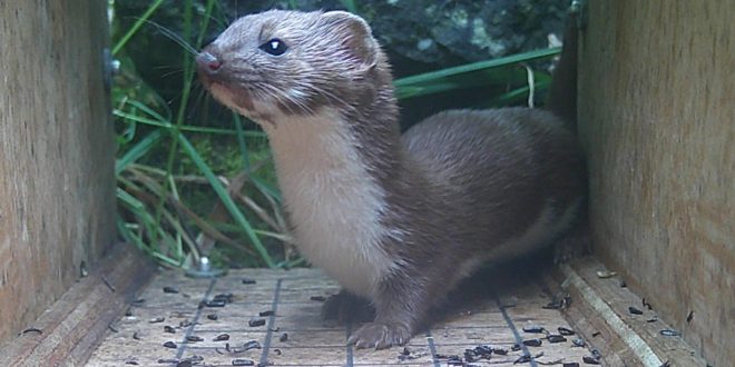 Holcim UK launches Wildlife Enhancement Fund