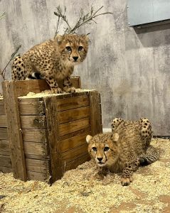 ae8a1b72 4257 422f b0ab 03b4f07fc9ca