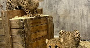 Multipanel takes a walk on the wild side at Yorkshire Wildlife Park